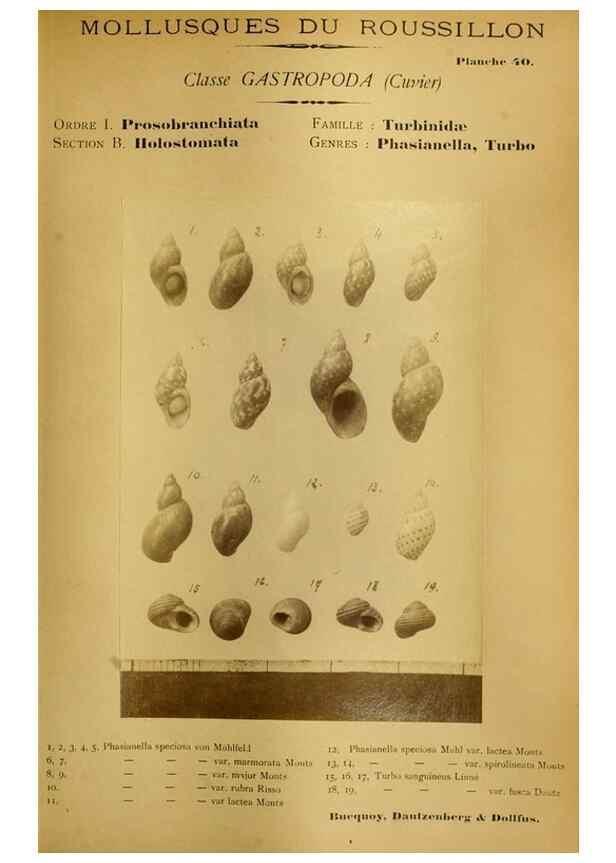 Reproducción/Reproduction 49806852566: Les mollusques marins du Roussillon. Paris :J.-B. Baillière,[1882]-[1898]. 