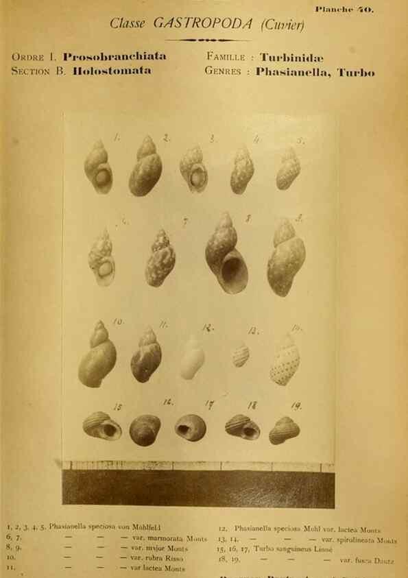 Reproducción/Reproduction 49806852566: Les mollusques marins du Roussillon. Paris :J.-B. Baillière,[1882]-[1898]. 