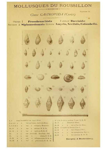 Reproducción/Reproduction 49806292928: Les mollusques marins du Roussillon. Paris :J.-B. Baillière,[1882]-[1898]. 