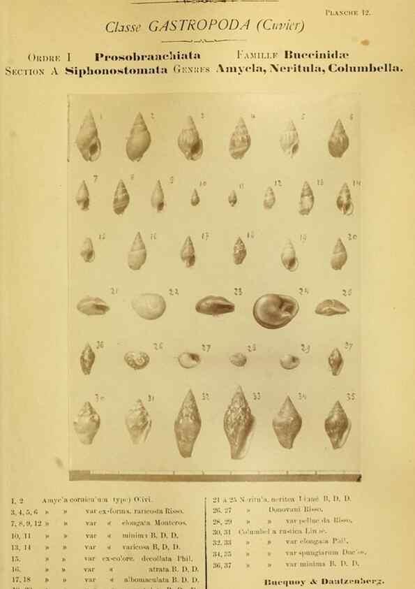 Reproducción/Reproduction 49806292928: Les mollusques marins du Roussillon. Paris :J.-B. Baillière,[1882]-[1898]. 