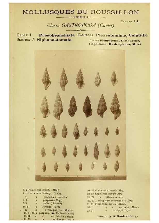 Reproducción/Reproduction 49806846226: Les mollusques marins du Roussillon. Paris :J.-B. Baillière,[1882]-[1898]. 