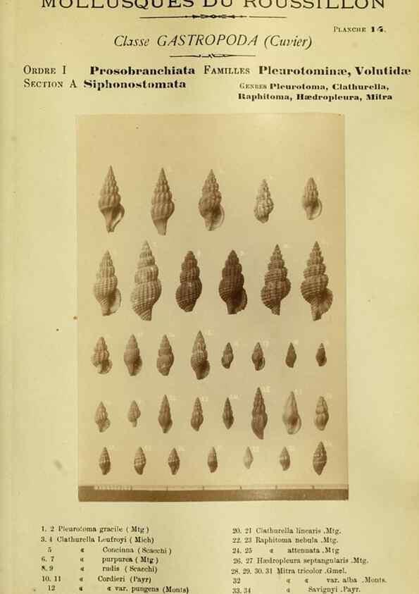 Reproducción/Reproduction 49806846226: Les mollusques marins du Roussillon. Paris :J.-B. Baillière,[1882]-[1898]. 