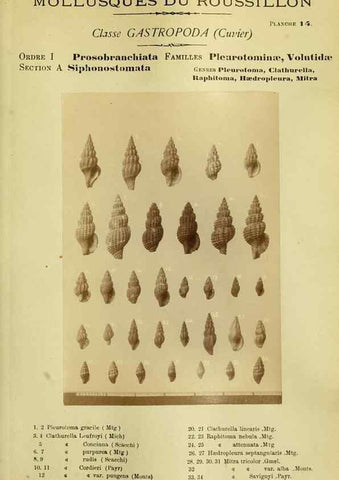 Reproducción/Reproduction 49806846226: Les mollusques marins du Roussillon. Paris :J.-B. Baillière,[1882]-[1898]. 