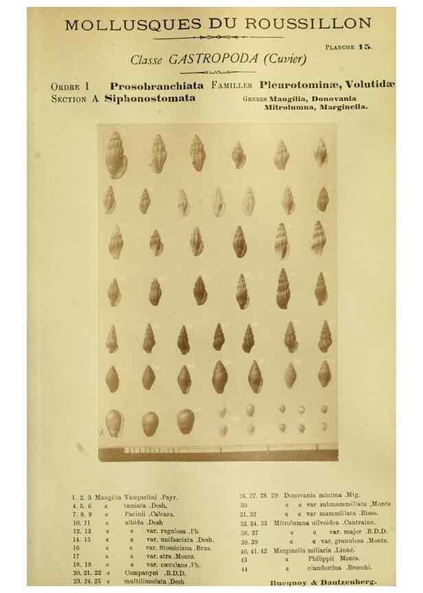Reproducción/Reproduction 49806846476: Les mollusques marins du Roussillon. Paris :J.-B. Baillière,[1882]-[1898]. 