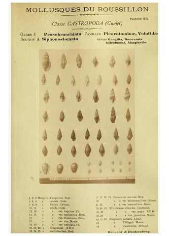 Reproducción/Reproduction 49806846476: Les mollusques marins du Roussillon. Paris :J.-B. Baillière,[1882]-[1898]. 