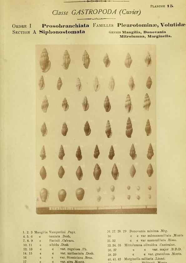 Reproducción/Reproduction 49806846476: Les mollusques marins du Roussillon. Paris :J.-B. Baillière,[1882]-[1898]. 