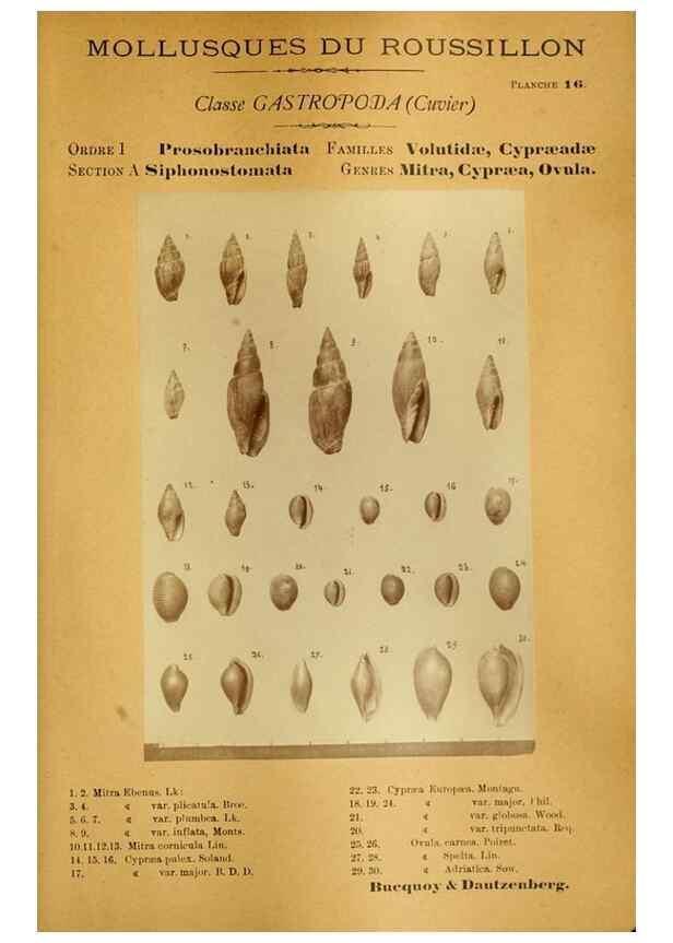 Reproducción/Reproduction 49806846761: Les mollusques marins du Roussillon. Paris :J.-B. Baillière,[1882]-[1898]. 