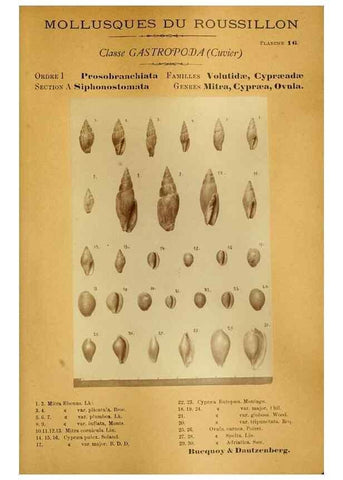 Reproducción/Reproduction 49806846761: Les mollusques marins du Roussillon. Paris :J.-B. Baillière,[1882]-[1898]. 