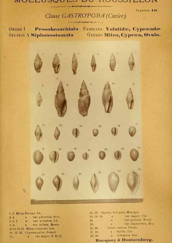 Reproducción/Reproduction 49806846761: Les mollusques marins du Roussillon. Paris :J.-B. Baillière,[1882]-[1898]. 