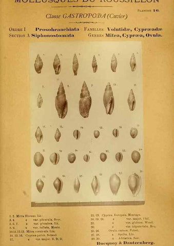 Reproducción/Reproduction 49806846761: Les mollusques marins du Roussillon. Paris :J.-B. Baillière,[1882]-[1898]. 