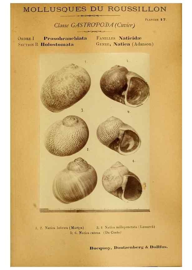 Reproducción/Reproduction 49806294178: Les mollusques marins du Roussillon. Paris :J.-B. Baillière,[1882]-[1898]. 