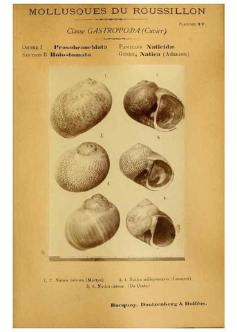Reproducción/Reproduction 49806294178: Les mollusques marins du Roussillon. Paris :J.-B. Baillière,[1882]-[1898]. 