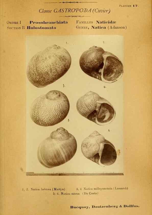 Reproducción/Reproduction 49806294178: Les mollusques marins du Roussillon. Paris :J.-B. Baillière,[1882]-[1898]. 