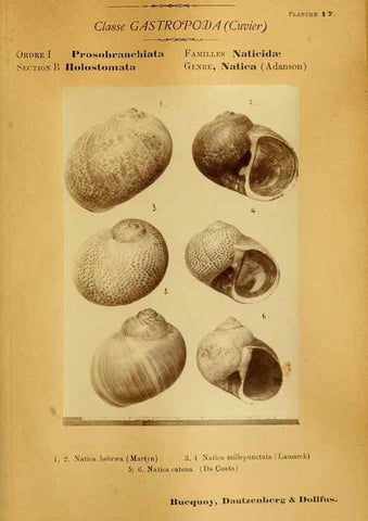 Reproducción/Reproduction 49806294178: Les mollusques marins du Roussillon. Paris :J.-B. Baillière,[1882]-[1898]. 