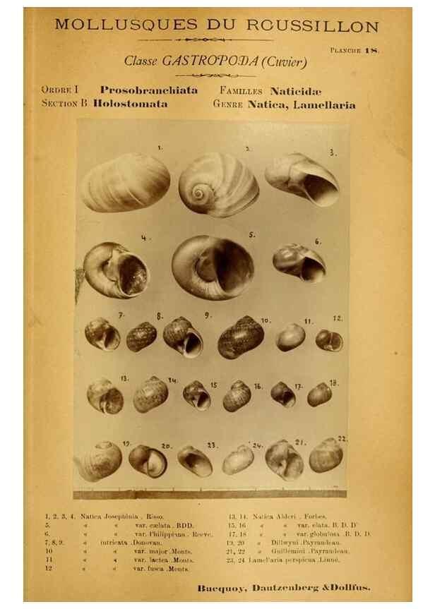 Reproducción/Reproduction 49807158672: Les mollusques marins du Roussillon. Paris :J.-B. Baillière,[1882]-[1898]. 