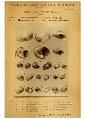 Reproducción/Reproduction 49807158672: Les mollusques marins du Roussillon. Paris :J.-B. Baillière,[1882]-[1898]. 