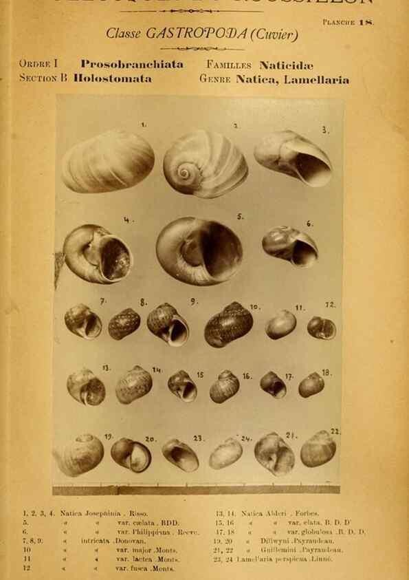 Reproducción/Reproduction 49807158672: Les mollusques marins du Roussillon. Paris :J.-B. Baillière,[1882]-[1898]. 