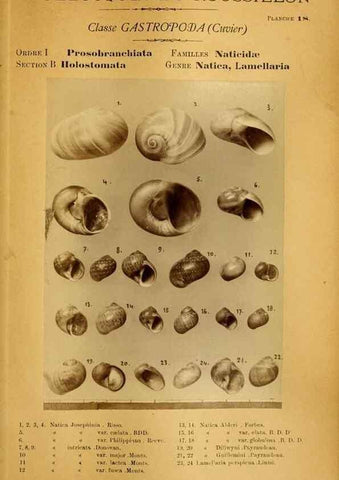 Reproducción/Reproduction 49807158672: Les mollusques marins du Roussillon. Paris :J.-B. Baillière,[1882]-[1898]. 