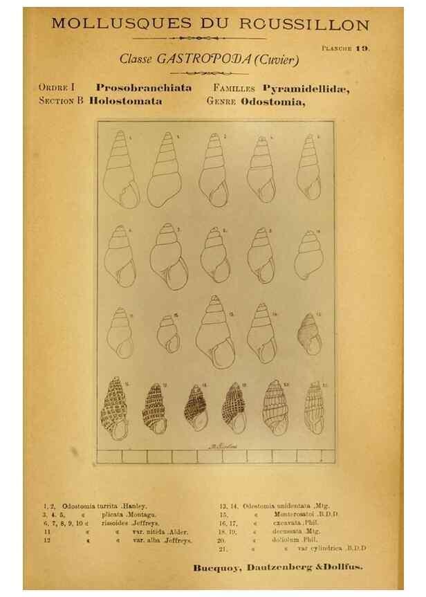 Reproducción/Reproduction 49807158962: Les mollusques marins du Roussillon. Paris :J.-B. Baillière,[1882]-[1898]. 