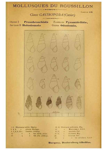 Reproducción/Reproduction 49807158962: Les mollusques marins du Roussillon. Paris :J.-B. Baillière,[1882]-[1898]. 