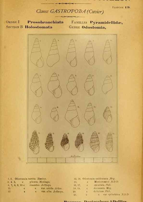 Reproducción/Reproduction 49807158962: Les mollusques marins du Roussillon. Paris :J.-B. Baillière,[1882]-[1898]. 