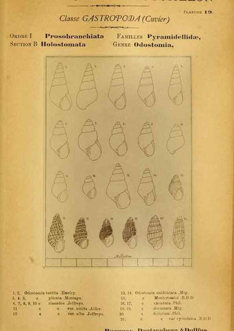 Reproducción/Reproduction 49807158962: Les mollusques marins du Roussillon. Paris :J.-B. Baillière,[1882]-[1898]. 