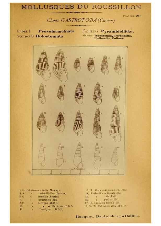 Reproducción/Reproduction 49806294873: Les mollusques marins du Roussillon. Paris :J.-B. Baillière,[1882]-[1898]. 