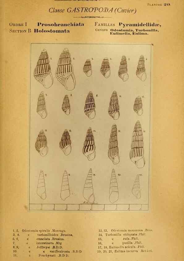 Reproducción/Reproduction 49806294873: Les mollusques marins du Roussillon. Paris :J.-B. Baillière,[1882]-[1898]. 