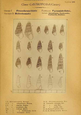Reproducción/Reproduction 49806294873: Les mollusques marins du Roussillon. Paris :J.-B. Baillière,[1882]-[1898]. 