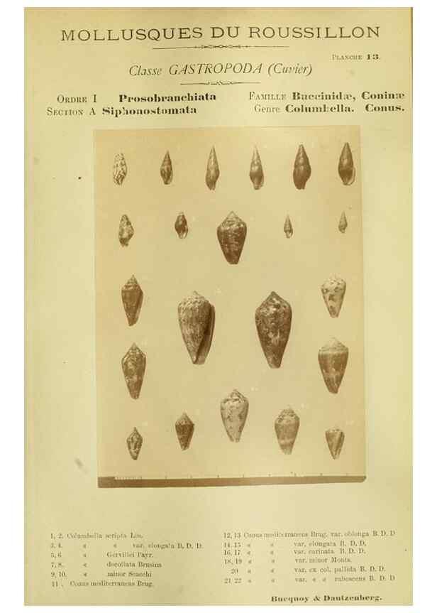 Reproducción/Reproduction 49806845951: Les mollusques marins du Roussillon. Paris :J.-B. Baillière,[1882]-[1898]. 