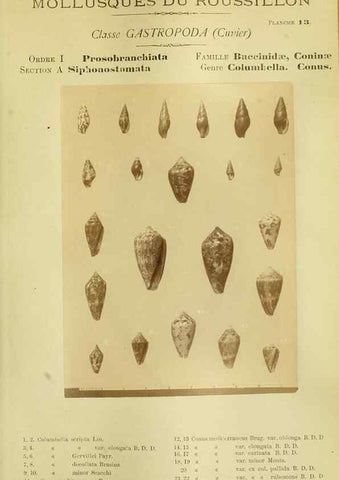 Reproducción/Reproduction 49806845951: Les mollusques marins du Roussillon. Paris :J.-B. Baillière,[1882]-[1898]. 