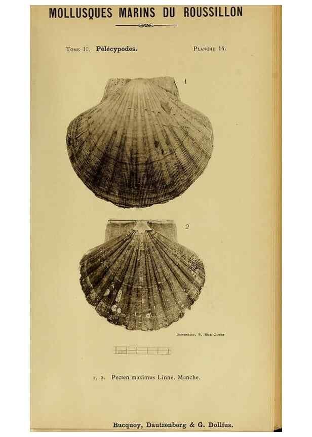 Reproducción/Reproduction 49806400383: Les mollusques marins du Roussillon. Paris :J.-B. Baillière,[1882]-[1898]. 