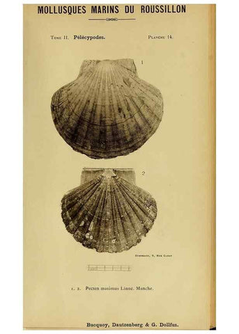 Reproducción/Reproduction 49806400383: Les mollusques marins du Roussillon. Paris :J.-B. Baillière,[1882]-[1898]. 
