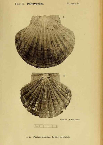Reproducción/Reproduction 49806400383: Les mollusques marins du Roussillon. Paris :J.-B. Baillière,[1882]-[1898]. 