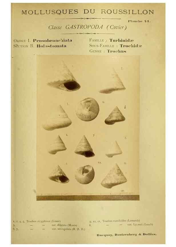 Reproducción/Reproduction 49806852771: Les mollusques marins du Roussillon. Paris :J.-B. Baillière,[1882]-[1898]. 