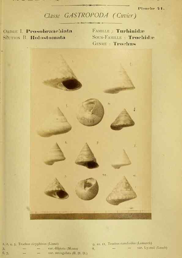 Reproducción/Reproduction 49806852771: Les mollusques marins du Roussillon. Paris :J.-B. Baillière,[1882]-[1898]. 