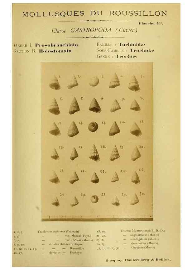 Reproducción/Reproduction 49806300528: Les mollusques marins du Roussillon. Paris :J.-B. Baillière,[1882]-[1898]. 
