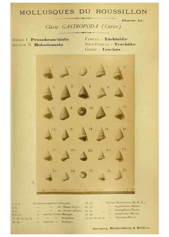 Reproducción/Reproduction 49806300528: Les mollusques marins du Roussillon. Paris :J.-B. Baillière,[1882]-[1898]. 