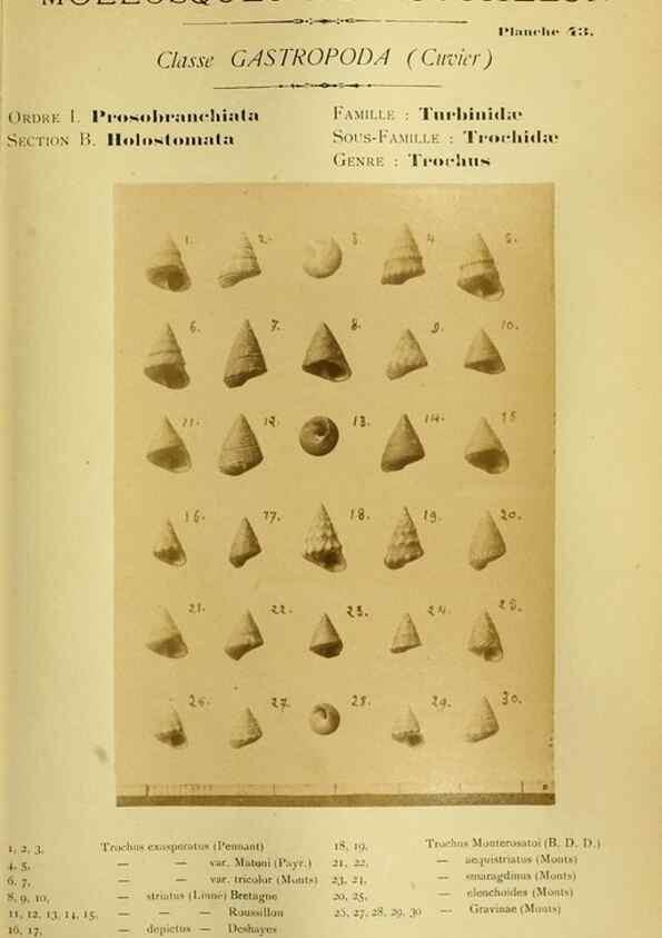 Reproducción/Reproduction 49806300528: Les mollusques marins du Roussillon. Paris :J.-B. Baillière,[1882]-[1898]. 