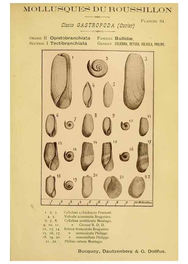 Reproducción/Reproduction 49806858871: Les mollusques marins du Roussillon. Paris :J.-B. Baillière,[1882]-[1898]. 