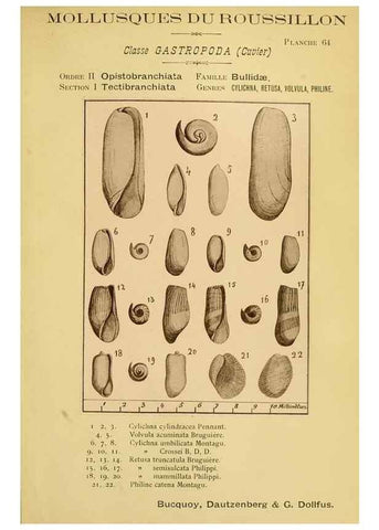 Reproducción/Reproduction 49806858871: Les mollusques marins du Roussillon. Paris :J.-B. Baillière,[1882]-[1898]. 