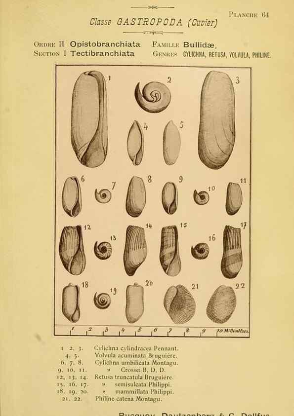 Reproducción/Reproduction 49806858871: Les mollusques marins du Roussillon. Paris :J.-B. Baillière,[1882]-[1898]. 