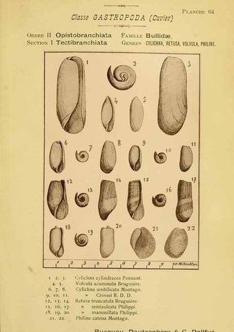 Reproducción/Reproduction 49806858871: Les mollusques marins du Roussillon. Paris :J.-B. Baillière,[1882]-[1898]. 