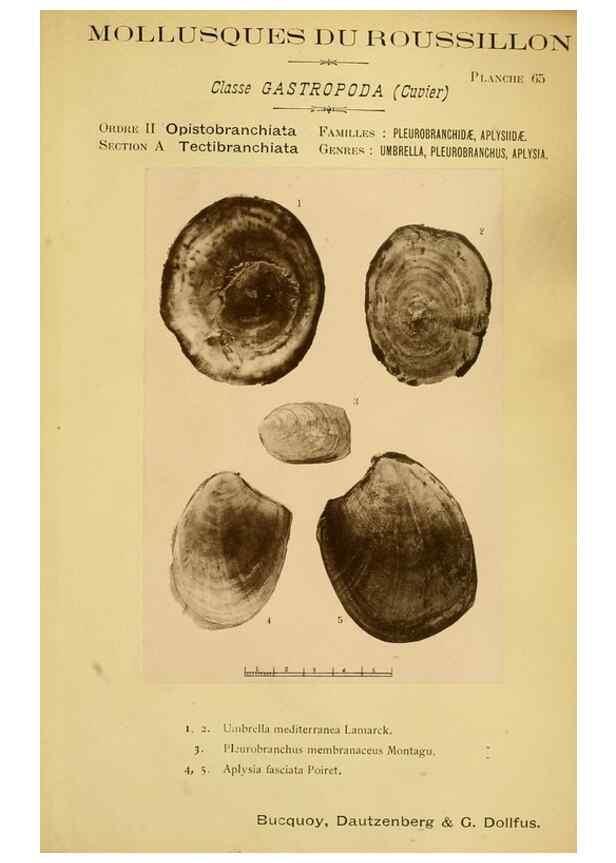 Reproducción/Reproduction 49806306303: Les mollusques marins du Roussillon. Paris :J.-B. Baillière,[1882]-[1898]. 