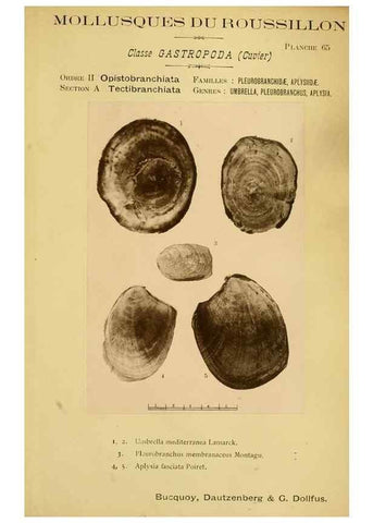 Reproducción/Reproduction 49806306303: Les mollusques marins du Roussillon. Paris :J.-B. Baillière,[1882]-[1898]. 