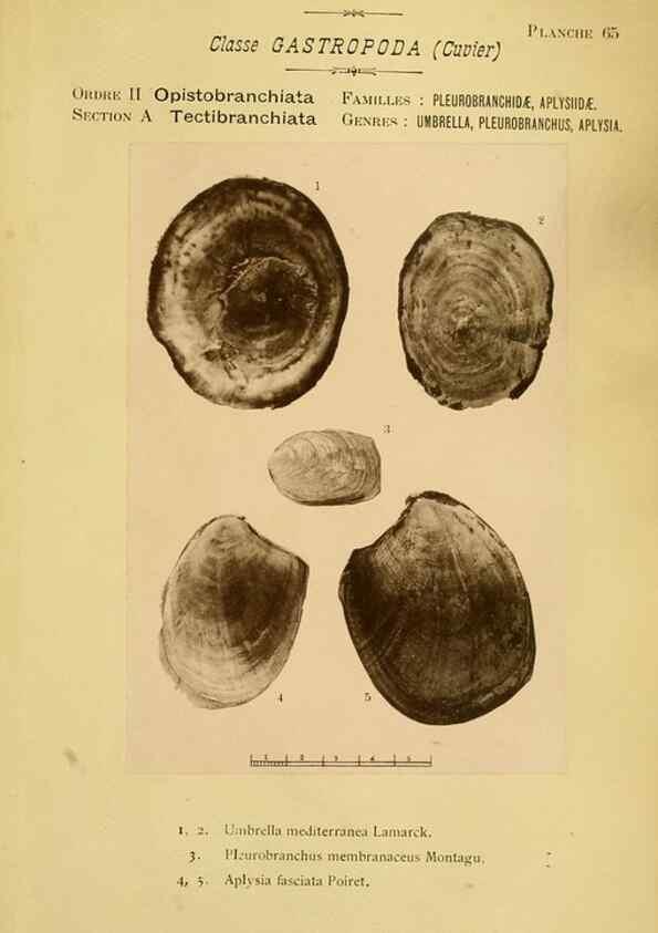 Reproducción/Reproduction 49806306303: Les mollusques marins du Roussillon. Paris :J.-B. Baillière,[1882]-[1898]. 