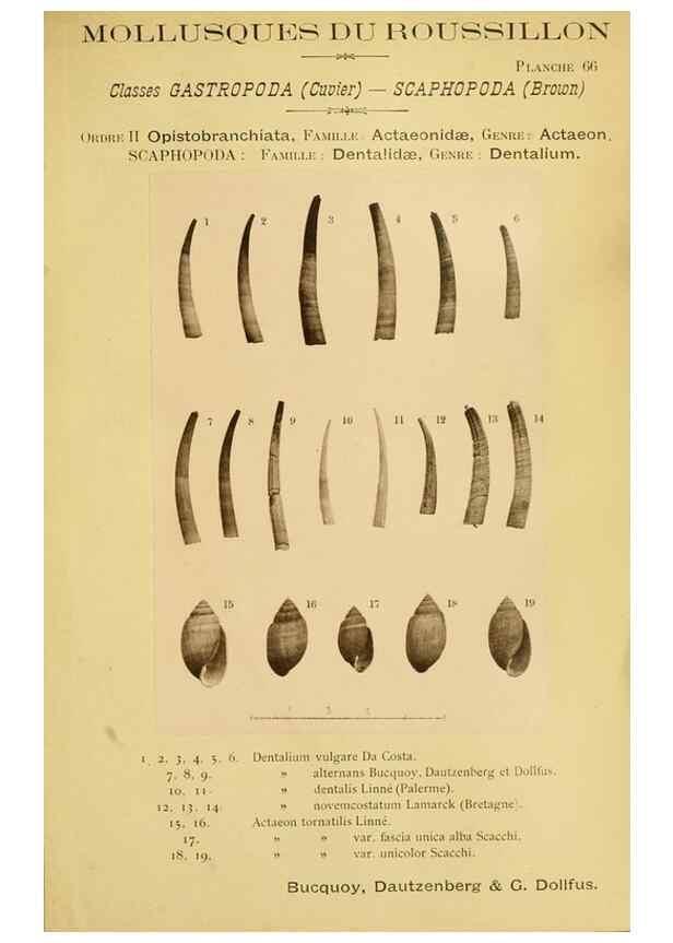 Reproducción/Reproduction 49806306508: Les mollusques marins du Roussillon. Paris :J.-B. Baillière,[1882]-[1898]. 