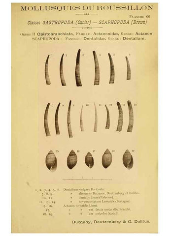 Reproducción/Reproduction 49806306508: Les mollusques marins du Roussillon. Paris :J.-B. Baillière,[1882]-[1898]. 