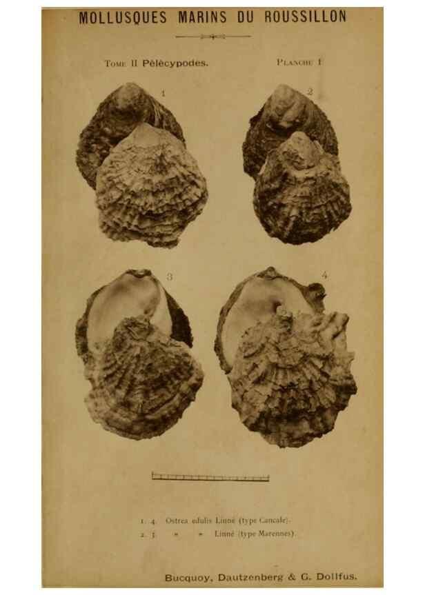 Reproducción/Reproduction 49807261817: Les mollusques marins du Roussillon. Paris :J.-B. Baillière,[1882]-[1898]. 