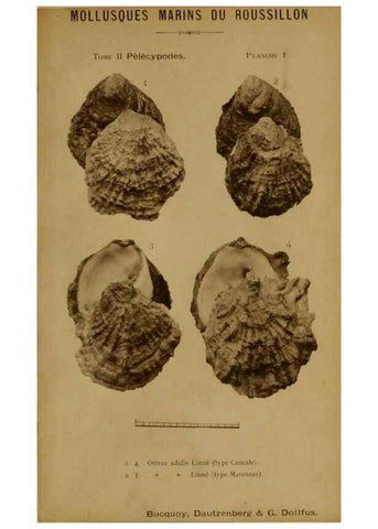 Reproducción/Reproduction 49807261817: Les mollusques marins du Roussillon. Paris :J.-B. Baillière,[1882]-[1898]. 